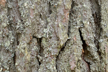 Pine bark with lichen close up, it can be used as a background.