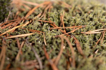 Macro nature photos, backgrounds and textures