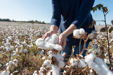 Mujer recolectando algodón en el campo