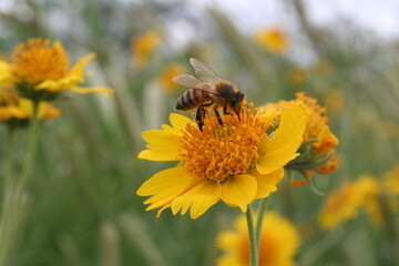 bee on yellow flower