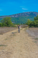 little donkey 4 months walking along the road in the steppe