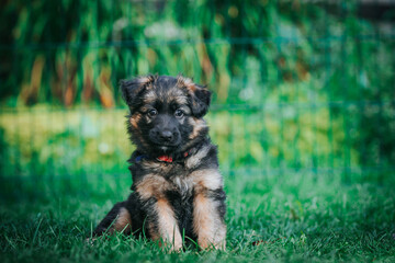 German shepherd dog posing outside. Happy and healthy dogs