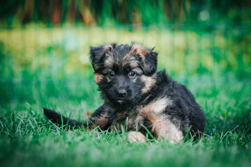 German shepherd dog posing outside. Happy and healthy dogs	