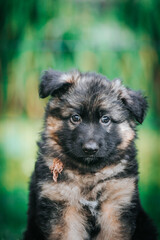 German shepherd dog posing outside. Happy and healthy dogs	