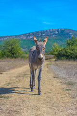 little donkey 4 months walking along the road in the steppe