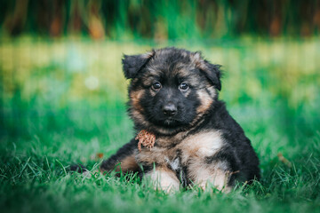 German shepherd dog posing outside. Happy and healthy dogs	