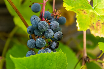 A bunch of wild grapes hanging from the branch.