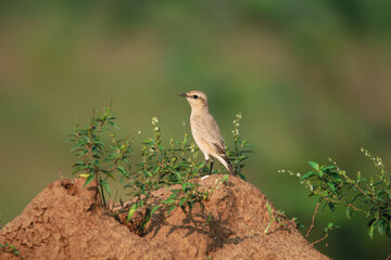 Isabelline wheatear standing on mud hump