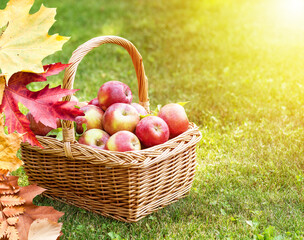 Apple harvest. Ripe red apples in the basket on the green grass.