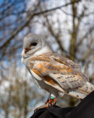 Male Barn Owl, Tyto alba,  perched on black sleeve with winter trees in background