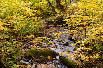 Fototapeta na wymiar Autumnal view of a peaceful stream surrounded by forest, in Canada