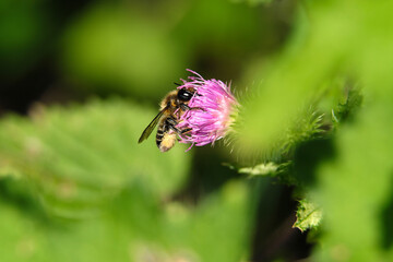 A selective focus shot of a bee on a purple blossom and blurred background - Stockphoto