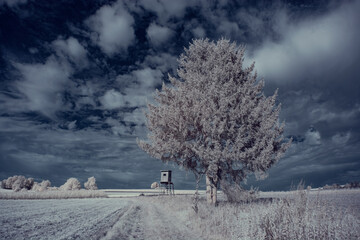 infrared photography - ir photo of landscape with tree under sky with clouds - the art of our world...