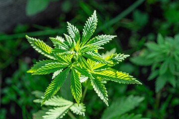 Young leaves of cannabis plant. Top view.