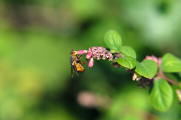 A selective focus shot of an insect on a pink blossom and blurred background - Stockphoto