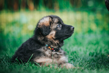German shepherd dog posing outside. Happy and healthy dogs	