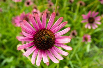 Beautiful view of a pink sunseeker flower (Echinacea) in a garden