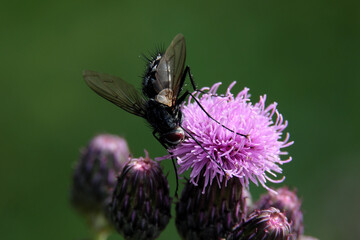 A selective focus shot of a long-legged fly on a purple blossom and blurred background - Stockphoto
