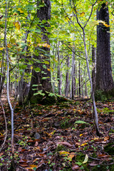 Looking up into the woods.