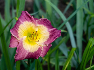 Closeup view of a beautiful daylily (Hemerocallis) 