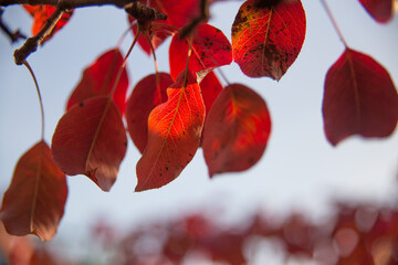 Natural background. Red autumn leaves are illuminated by the sun. Shallow depth of field.