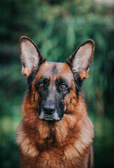 German shepherd dog posing outside. Happy and healthy dogs	