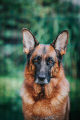 German shepherd dog posing outside. Happy and healthy dogs