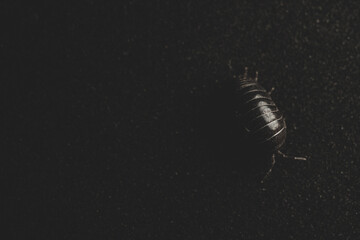 Woodlouse insect macro close up
