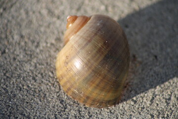 She She See the Sea Shell