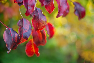 Natural natural background. Red autumn leaves are illuminated by the sun. Shallow depth of field. Selective focusing on one sheet.