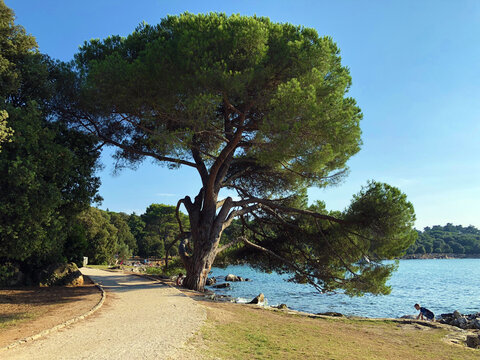 Courantmark Bilder Durchsuchen 75 Archivfotos, und