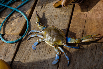 crab on wood © Isabela Senatore