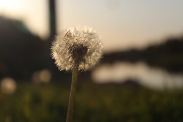 dandelion by the river