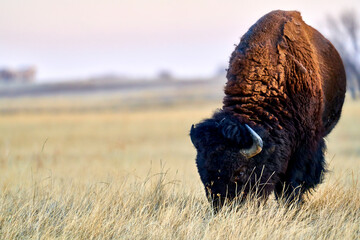 american buffalo in the field