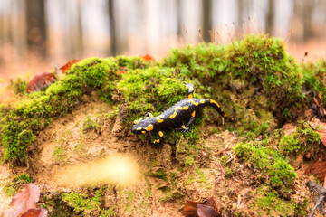 Fire salamander (a black yellow spotted) on green moss in the autumn beech forest, rare animal in the wild nature