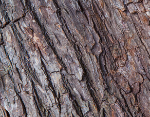 Horizontal close-up of old dry tree bark. Wood pattern. Natural Background/Textures