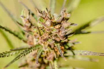 A marijuana plant, cannabis, in its natural environment 