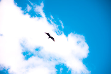 A vulture flying over the sky. © Mireia