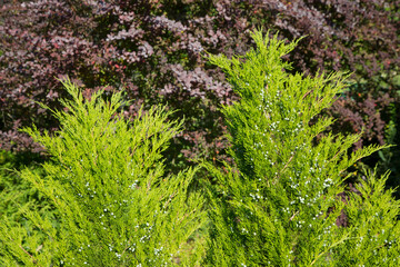 Bright colorful picture of Rose Glow barberry and Juniper growing in park. Green and purple nature background. 