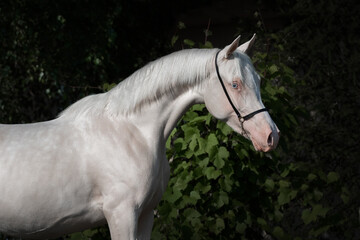 Portrait of a beautiful cremello horse with long mane on a dark evening background