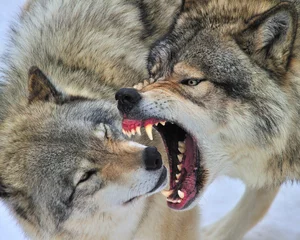 Selbstklebende Fototapeten captive wolves at play, Canada  - one showing teeth © Tony