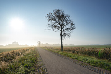 misty early morning in Zeeland The Netherlands