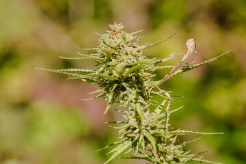 A marijuana plant, cannabis, in its natural environment 