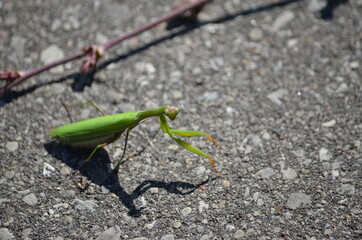 Green praying mantis crossing a road in Ontario, Canada