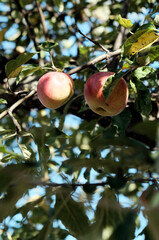 Apple tree. Organic apples hanging from a tree branch in an apple orchard