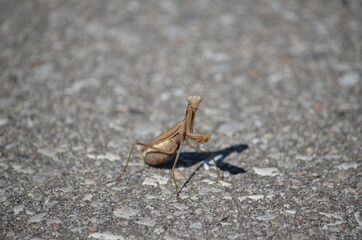 Brown praying mantis crossing a road in Ontario, Canada