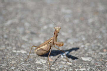 Brown praying mantis crossing a road in Ontario, Canada