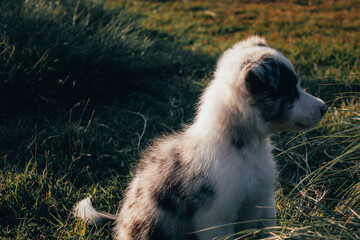Obraz premium Border collie puppy playing in the grass
