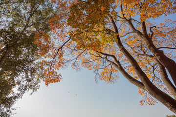 Fototapeta premium Yellow maple trees against the sky on a sunny day.