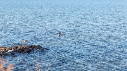 Wild duck takes off from the water. The concept of protection of wild animals and the environment